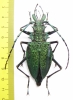 Psalidognathus friendi, female  Colombia 62(68) mm - INSECTS-STORE.RU
