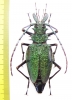 Psalidognathus friendi, female  Colombia 66(79) mm - INSECTS-STORE.RU