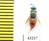 Chrysididae sp.  Kazakhstan - INSECTS-STORE.RU