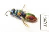 Chrysididae sp.  Kazakhstan - INSECTS-STORE.RU