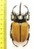 Eupatorus gracilicornis  Thailand  76mm - INSECTS-STORE.RU