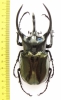 Chalcosoma caucasus kirbyi  Malaysia 106mm - INSECTS-STORE.RU