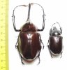 Golofa porteri?, pair Colombia  75mm - INSECTS-STORE.RU