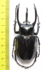 Chalcosoma atlas keyboh  Indonesia, Sumatra  80mm - INSECTS-STORE.RU