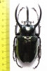 Chalcosoma atlas atlas  Indonesia, Sulawesi  85mm - INSECTS-STORE.RU