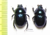 Phelotrupes laevistriatus  Japan - INSECTS-STORE.RU