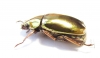 Chrysina cupreomarginata  Costa Rica - INSECTS-STORE.RU