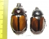 Golofa pusilla, pair  Mexico - INSECTS-STORE.RU