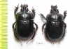 Ceratophyus mesasiaticus, pair  Kazakhstan - INSECTS-STORE.RU