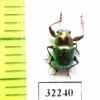 Chrysomelidae sp.  South Africa Rep. - INSECTS-STORE.RU