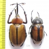 Golofa eacus, pair Colombia  58mm - INSECTS-STORE.RU