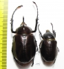 Golofa porteri?, pair Colombia  48mm - INSECTS-STORE.RU