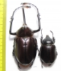 Golofa porteri?, pair Colombia  80mm - INSECTS-STORE.RU