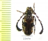 Cloniocerus kraussii  Zambia - INSECTS-STORE.RU