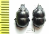 Lethrus karelini, pair  Kazakhstan - INSECTS-STORE.RU