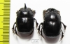 Copris sp., pair  South Africa Rep. - INSECTS-STORE.RU