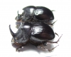 Copris sp., pair  South Africa Rep. - INSECTS-STORE.RU