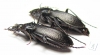 Carabus (Morphocarabus) eschscholtzi zyrjanovskianus, pair  Kazakhstan - INSECTS-STORE.RU