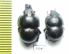Lethrus karelini, pair  Kazakhstan - INSECTS-STORE.RU