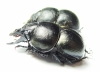 Lethrus karelini, pair  Kazakhstan - INSECTS-STORE.RU