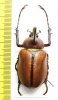 Golofa sp.  Peru  44mm - INSECTS-STORE.RU