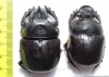 Heliocopris bucephalus, pair  Thailand 50mm - INSECTS-STORE.RU