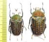 Megalorrhina harrisi eximia, pair  Cameroon  33/36mm - INSECTS-STORE.RU