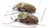 Megalorrhina harrisi eximia, pair  Cameroon  33/36mm - INSECTS-STORE.RU