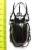 Chalcosoma atlas atlas  Indonesia, Sulawesi  72mm - INSECTS-STORE.RU