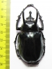 Chalcosoma atlas atlas  Indonesia, Sulawesi  63mm - INSECTS-STORE.RU
