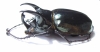 Chalcosoma atlas atlas  Indonesia, Sulawesi  63mm - INSECTS-STORE.RU