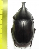 Xylotrupes pauliani  Malaysia - INSECTS-STORE.RU