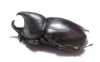 Xylotrupes pauliani  Malaysia - INSECTS-STORE.RU