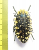 Julodis viridipes ssp.  South Africa Rep. - INSECTS-STORE.RU