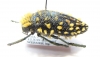 Julodis viridipes ssp.  South Africa Rep. - INSECTS-STORE.RU
