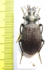 Calosoma sp.  Venezuela - INSECTS-STORE.RU