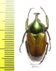 Phaedimus meridionalis  Philippines - INSECTS-STORE.RU