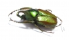 Phaedimus meridionalis  Philippines - INSECTS-STORE.RU
