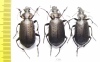 Calosoma chinensis, pair  China, Sichuan prov. - INSECTS-STORE.RU