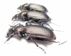 Calosoma chinensis, pair  China, Sichuan prov. - INSECTS-STORE.RU
