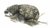 Brachyceridae sp.1  South Africa Rep. - INSECTS-STORE.RU
