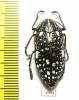 Julodis humeralis  South Africa Rep. - INSECTS-STORE.RU