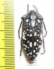 Julodis humeralis  South Africa Rep. - INSECTS-STORE.RU