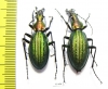 Carabus (Acoptolabrus) gehinii, pair  Japan - INSECTS-STORE.RU