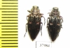 Chrysobothris chrysostigma, pair  Russia, Tver reg. - INSECTS-STORE.RU