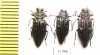 Chrysobothris chrysostigma, pair  Russia, Tver reg. - INSECTS-STORE.RU