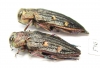 Chrysobothris chrysostigma, pair  Russia, Tver reg. - INSECTS-STORE.RU