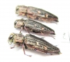 Chrysobothris chrysostigma, pair  Russia, Tver reg. - INSECTS-STORE.RU