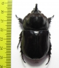 Heterogomphus chevrolati  Ecuador 56mm - INSECTS-STORE.RU
