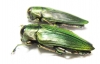 Buprestidae sp., pair  Cameroon - INSECTS-STORE.RU